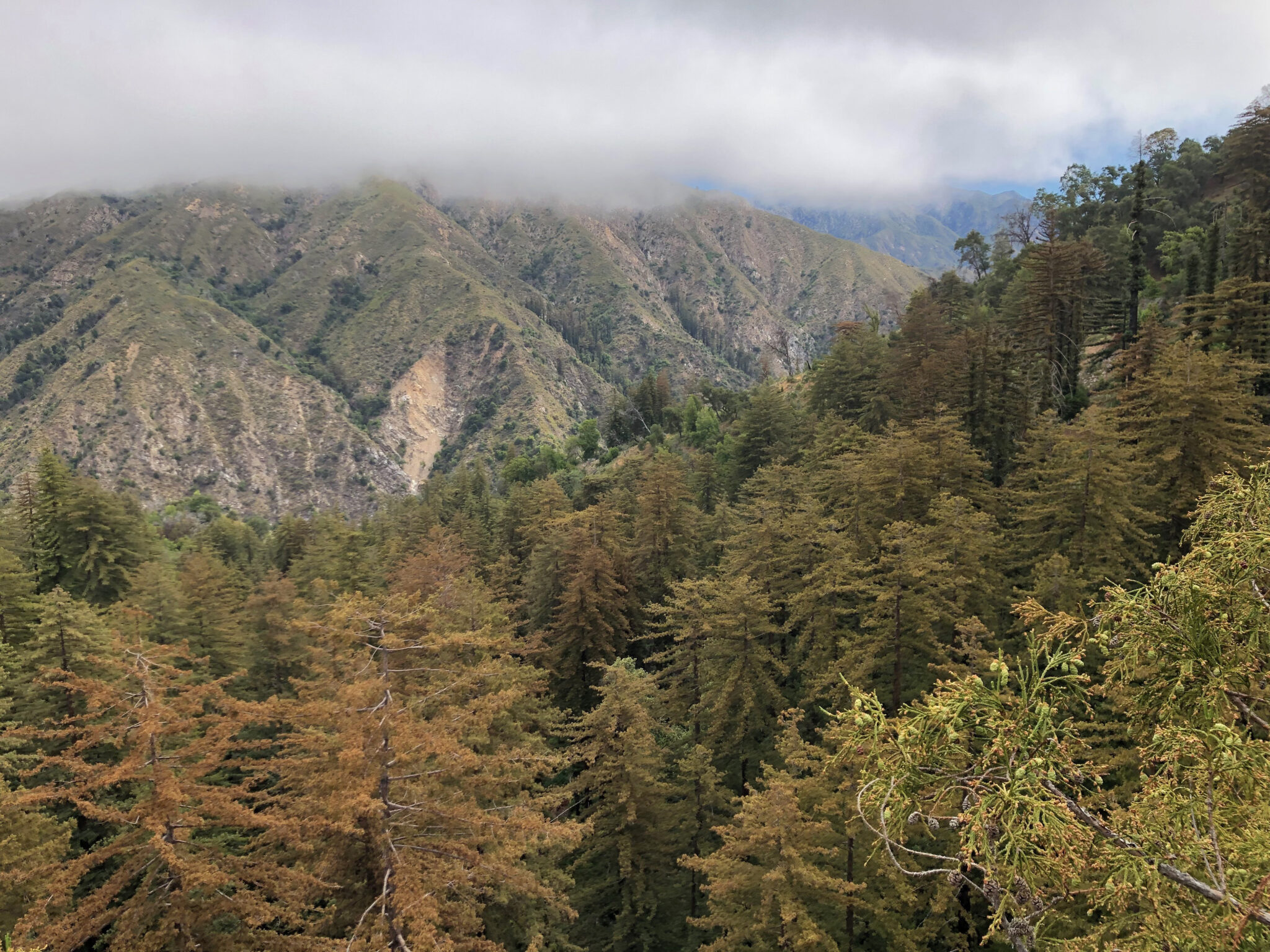 low-laying grey clouds over a mountain in the distance as the foreground is hilled with trees that range from dull orange to green in foliage