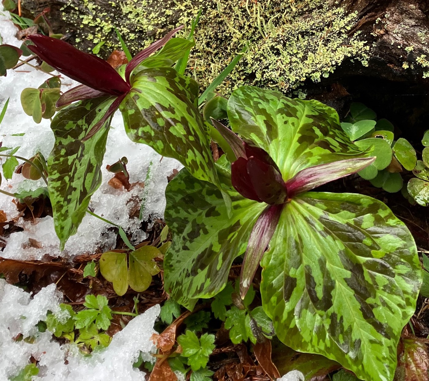 Snow lies around red flowers with broad, mottled leaves.
