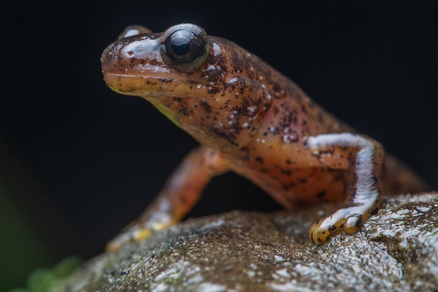 A closeup of the front half of a mottled brown salamander