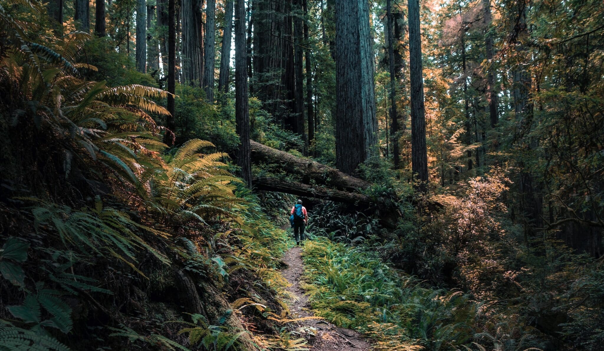 Redwoods