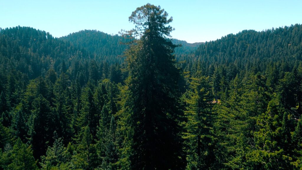 a tree with a thick upper canopy rises over other trees