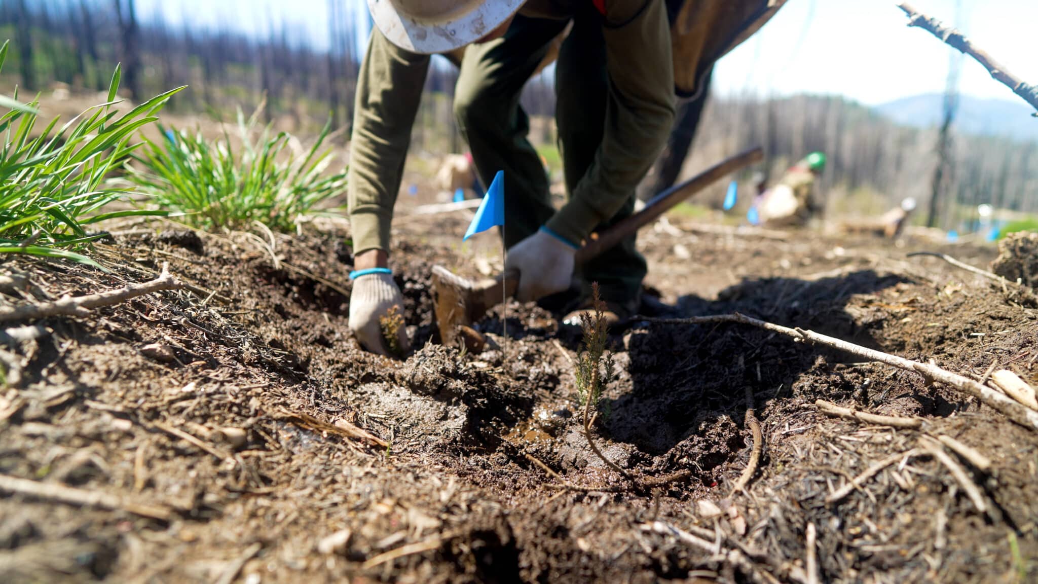 a close up of an area on the soil marked with a blue flag as a gloved hand and tool dig slightly to the left of the flag