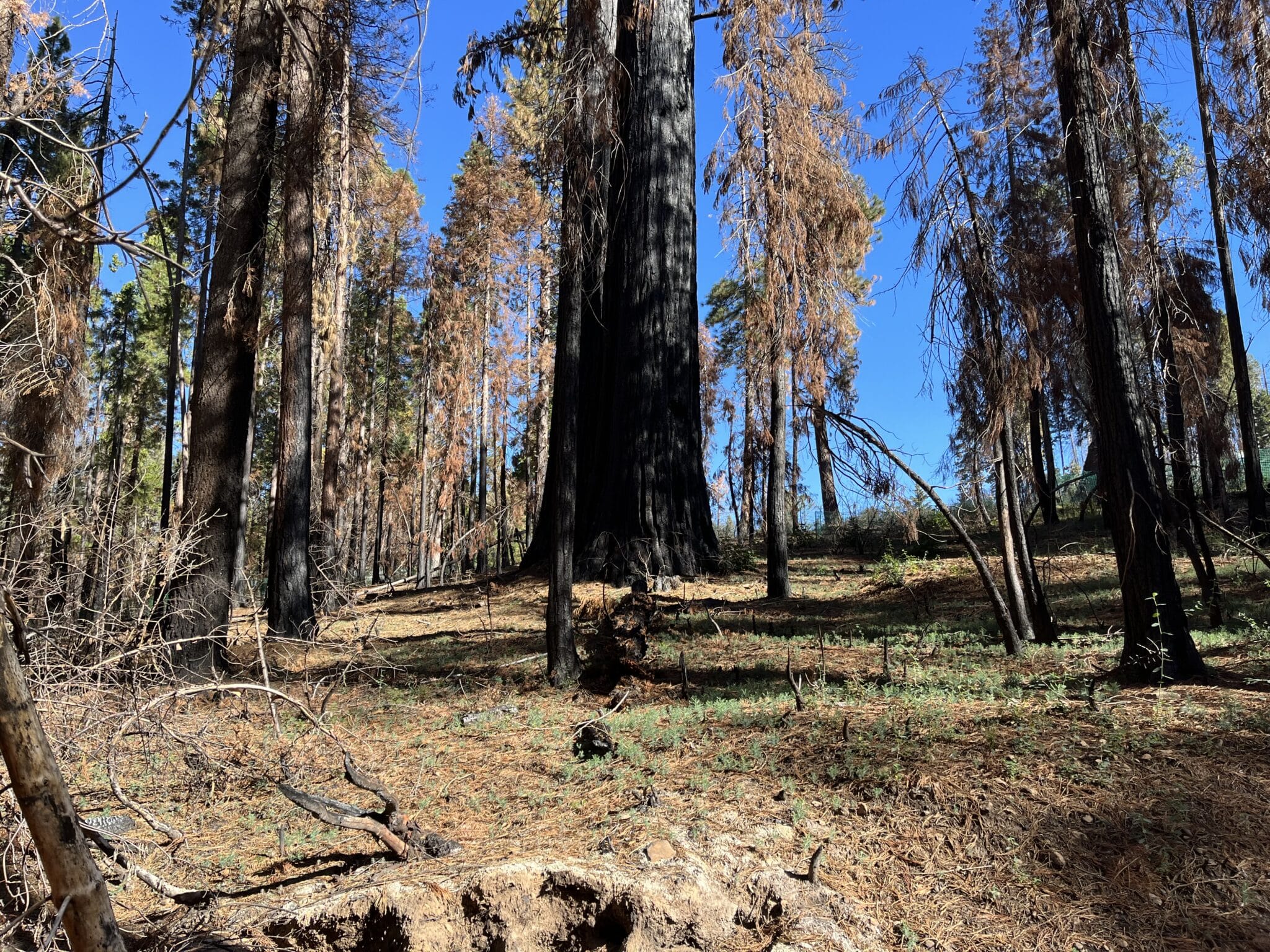 charred trees with brown grass in the foreground