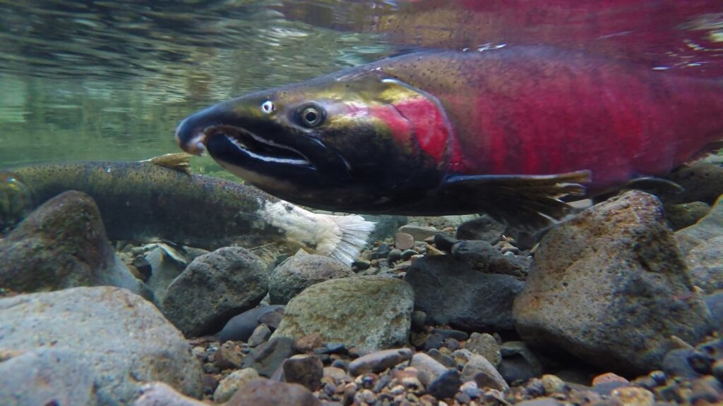 an underwater shot of a fish with deep magenta scaling and also a brown-gray top near rocks