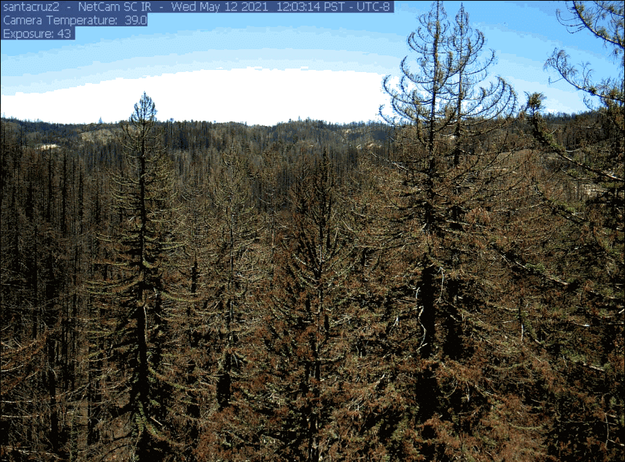 View of the tree canopy regrowth in 2021