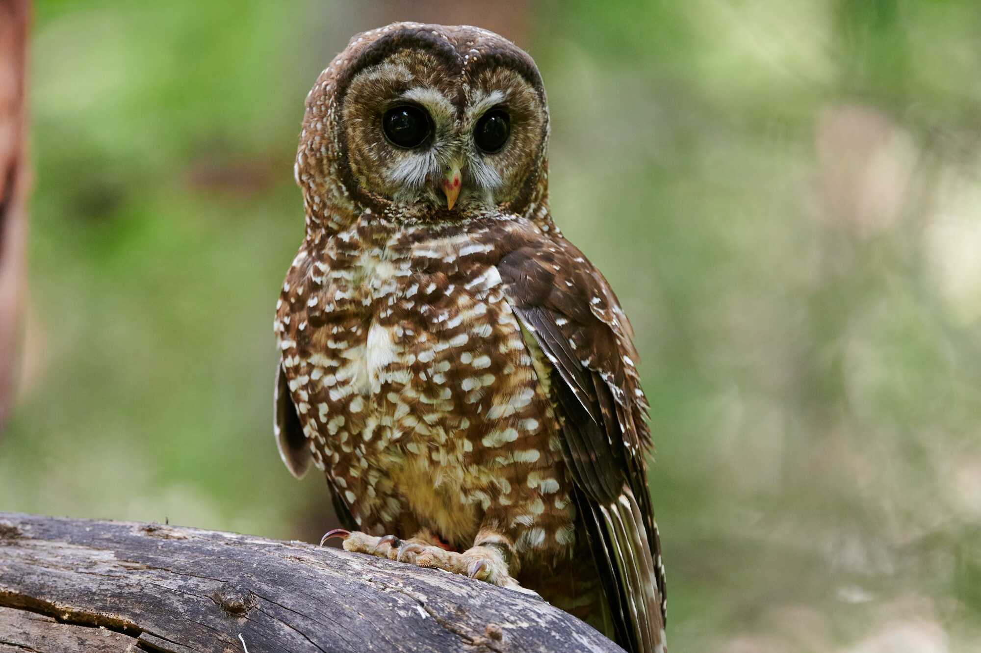 an owl with very large, black eyes looks slightly to the right as it perches on a thick branch