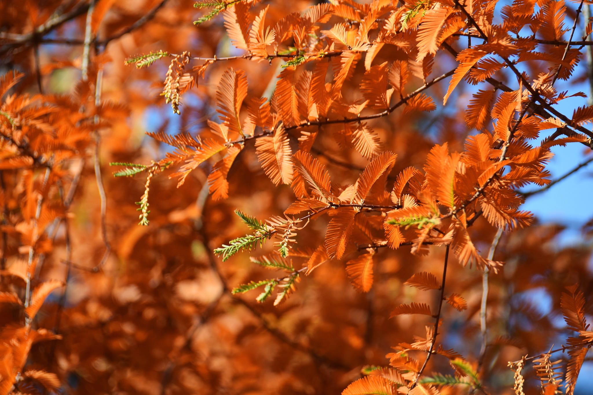 Coppery orange foliage of the dawn redwood tree.