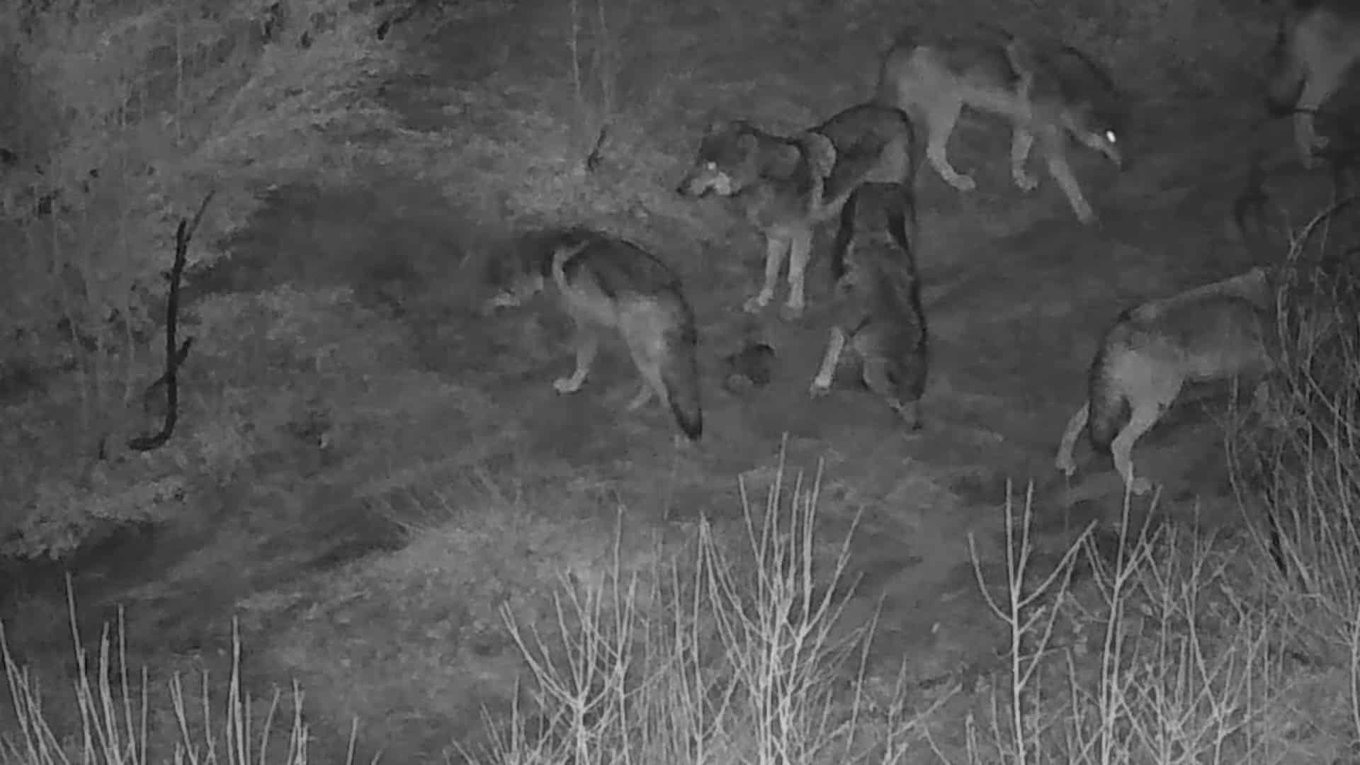 A nighttime photo of a wolf pack