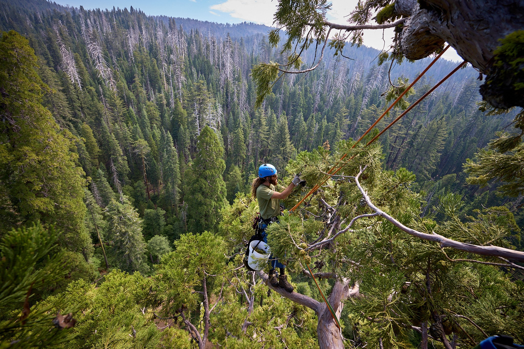 scientist studying the giant sequoias