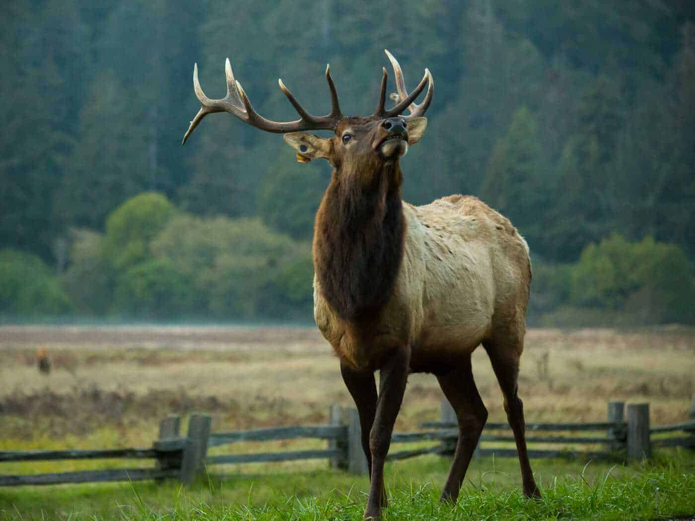 Roosevelt elk