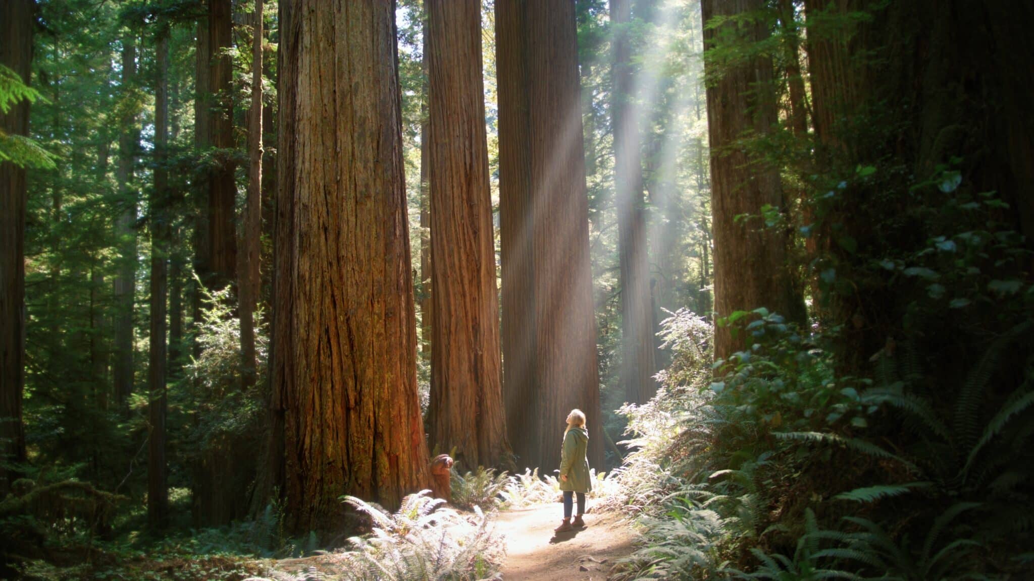 Beams of light illuminate a woman standing on a trail in the forest, looking at several huge redwoods while fluffy grasses are in the foreground