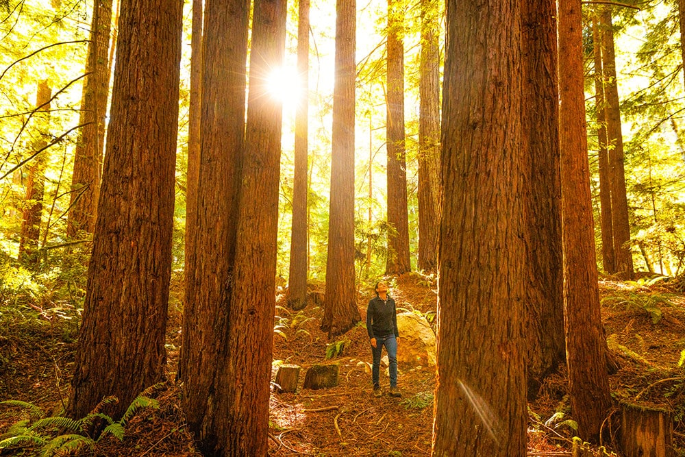 Person looking up at redwood tree canopy