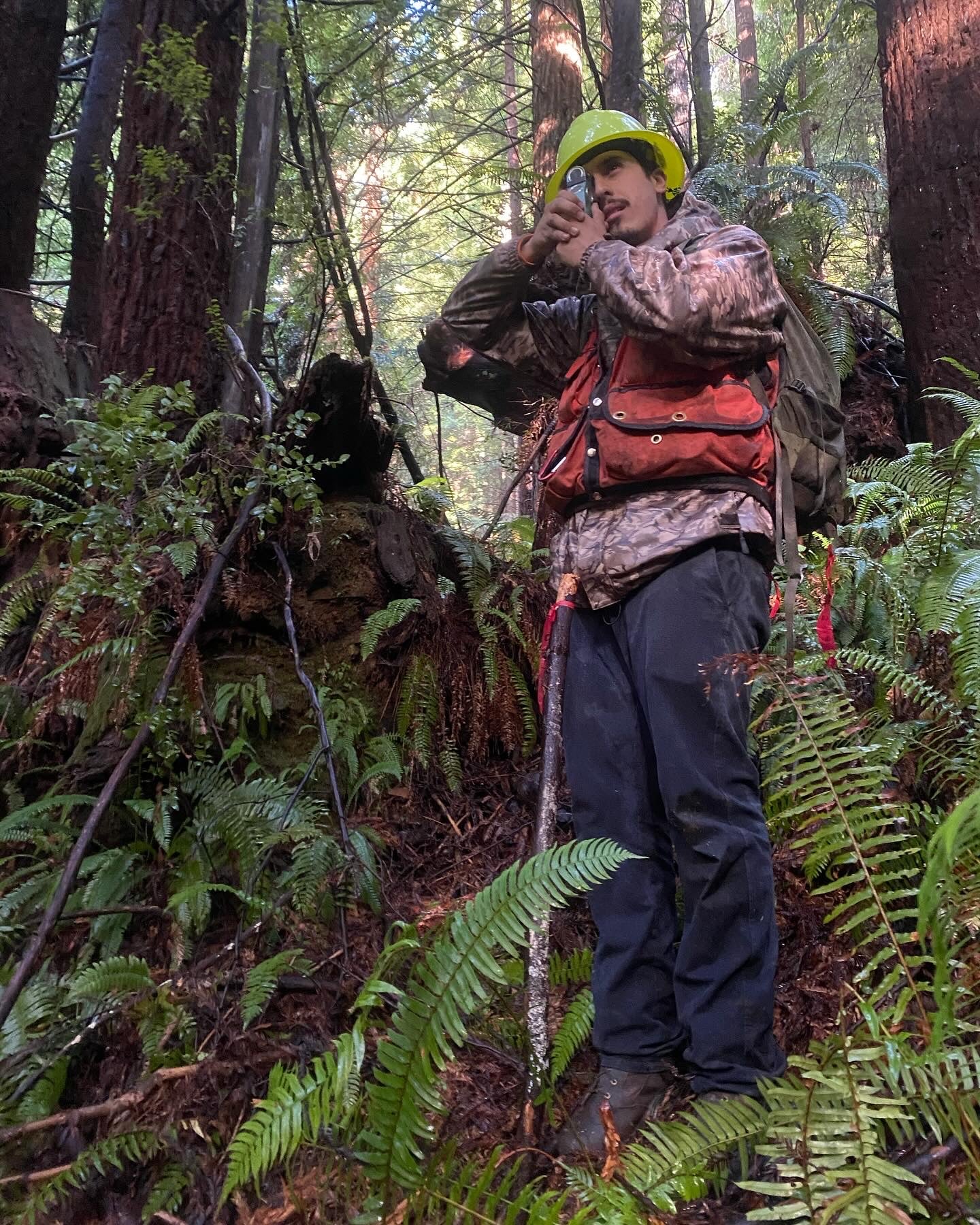 A young man in a hard hat surveys a dense redwood forest