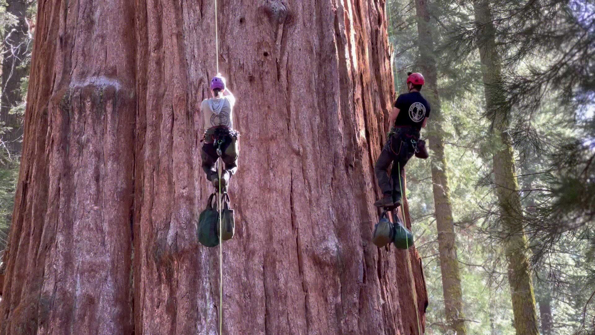 Two climbers wearing hard hats shimmy up ropes along the trunk of a massive giant sequoia