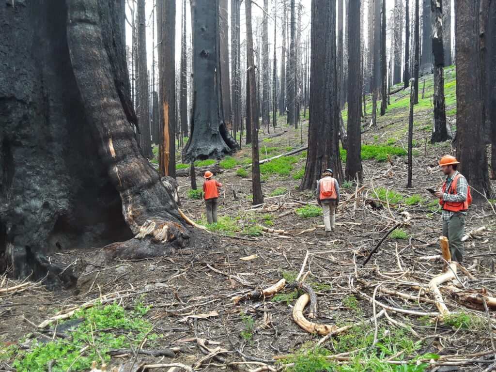 Three people in orange safety vests and hard hats, inspecting trees on the forest floor after a wildfire.