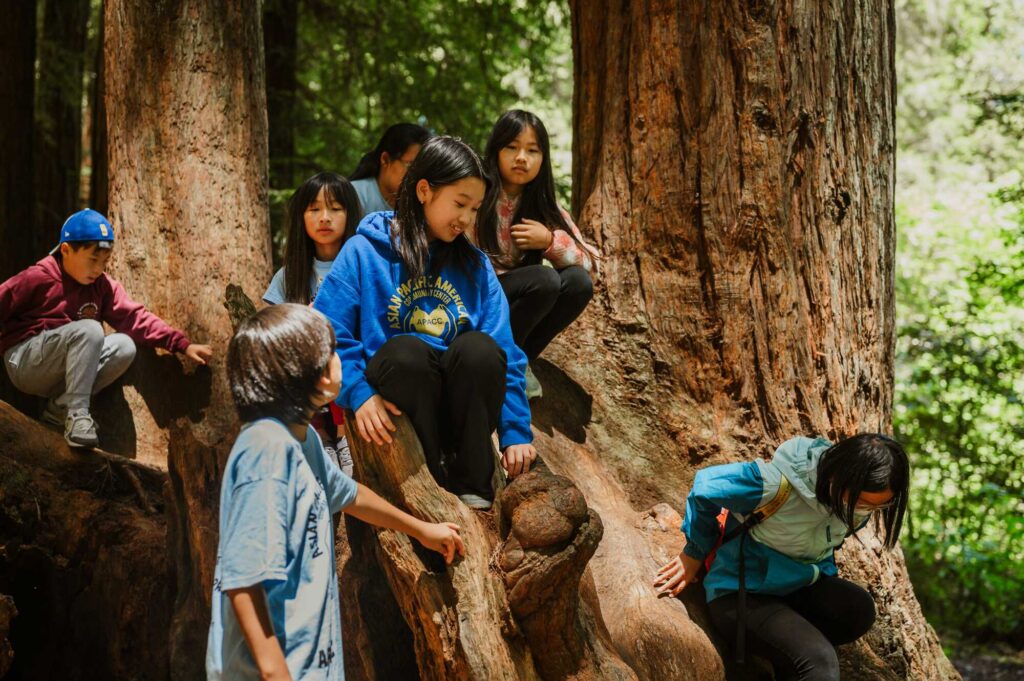 A group of Asian Pacific American schoolchildren climb on the base of a large redwood