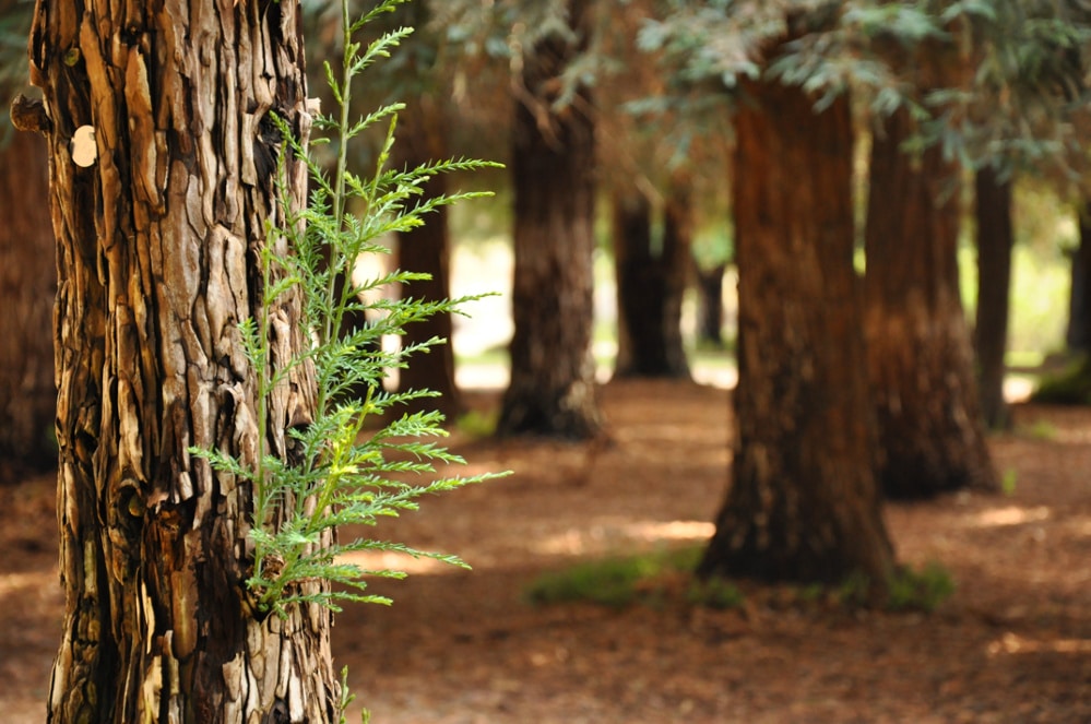 Carbon Canyon Redwoods