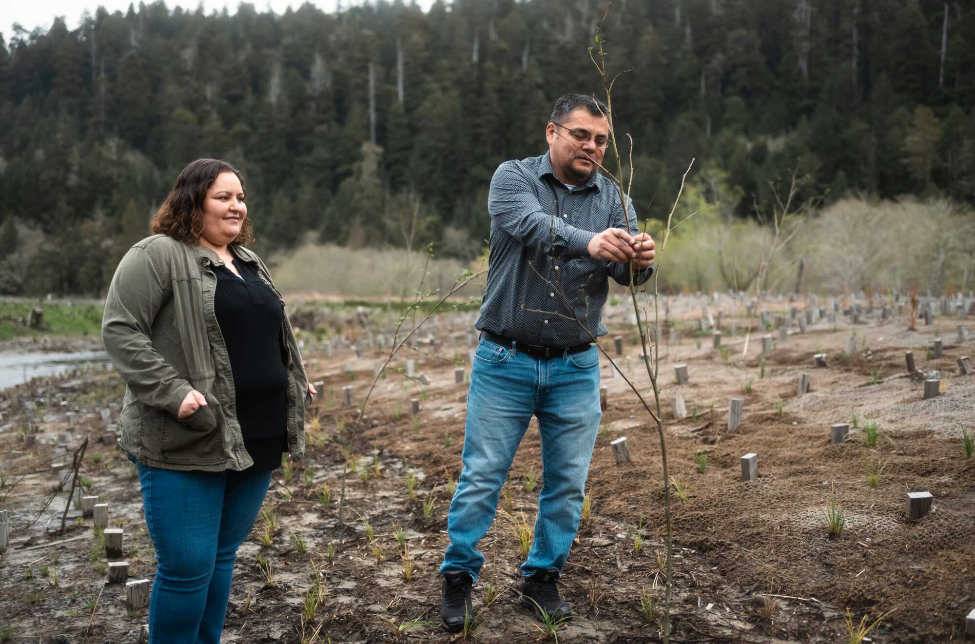 An Indigenous woman smiles as she watches an Indigenous man grasp the branch of a tree sapling with a redwood forest in the background