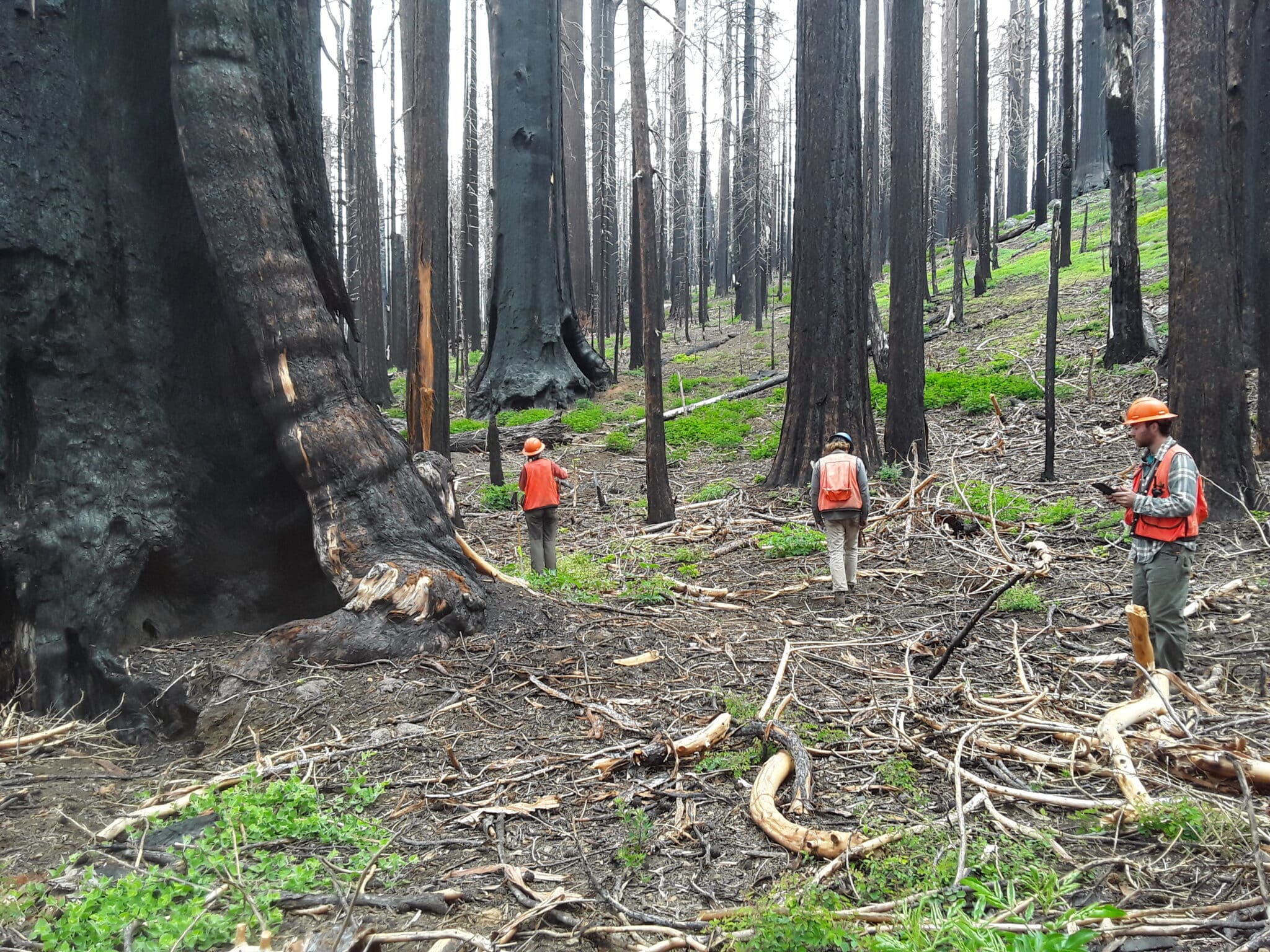 Three researchers in bright orange vests and hard hats take readings in a grove of blackened giant sequoia trees.