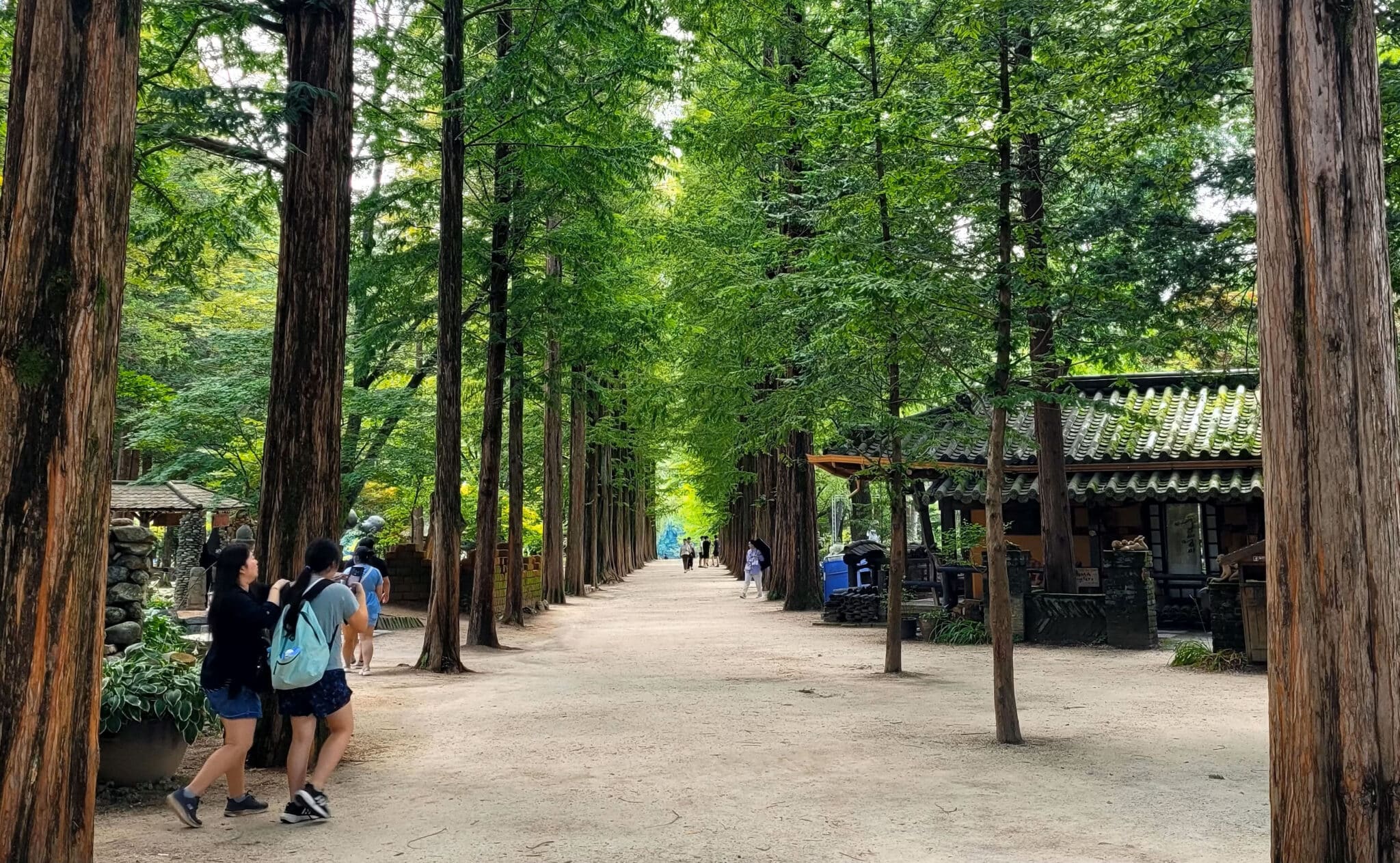 People walk along a dirt lane lined with tall trees.