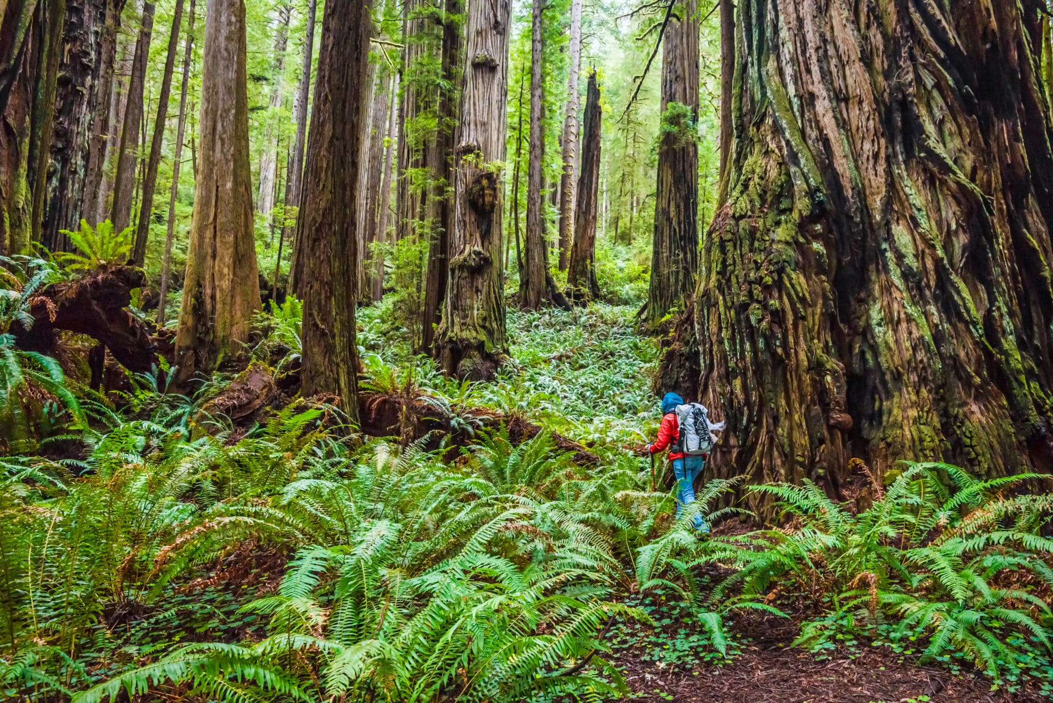 A hiker wearing a bright red jacket and a gray backpack walks through a redwood forest carpeted with giant ferns.