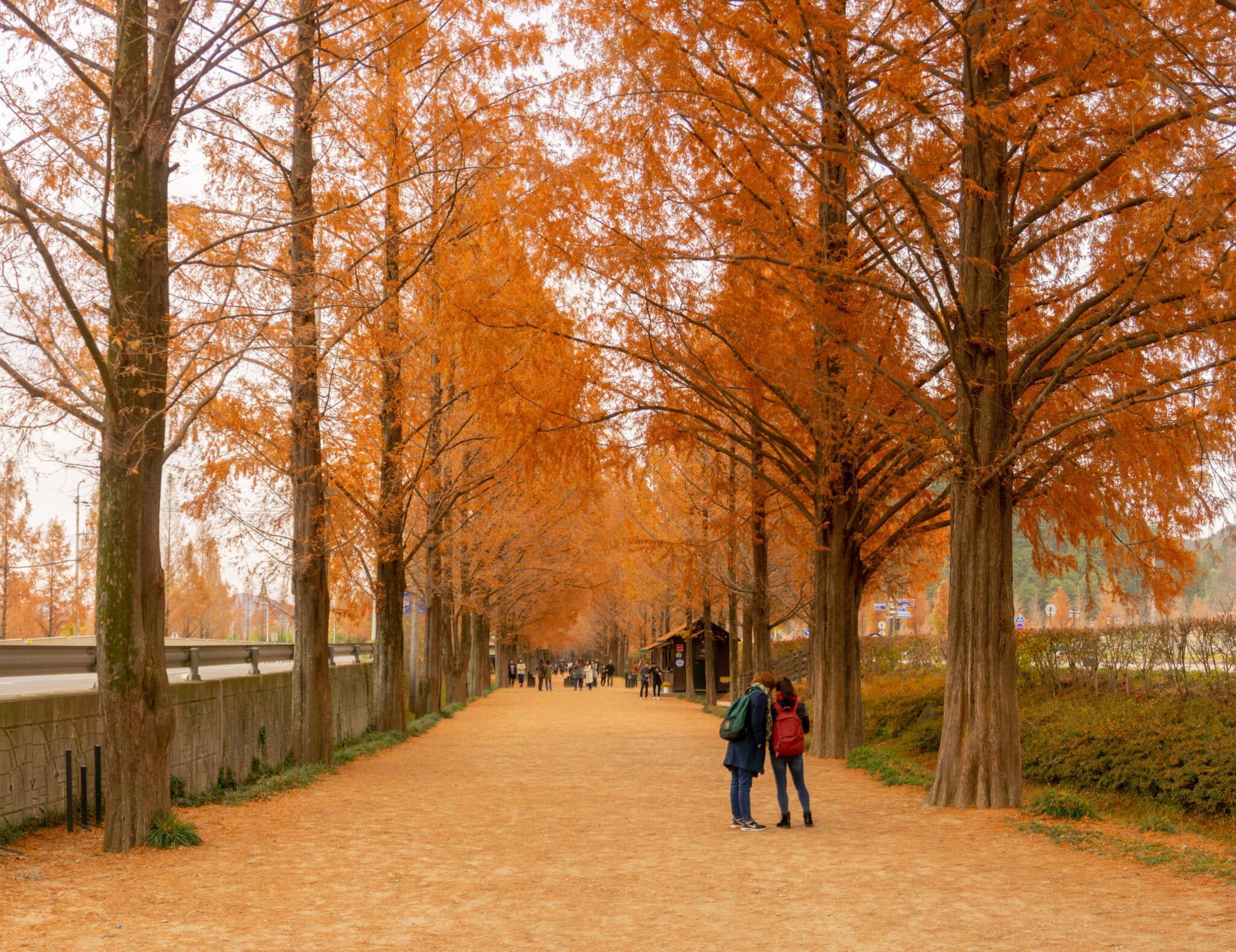 People with backpacks and winter coasts walk down a lane of trees with orange foliage.