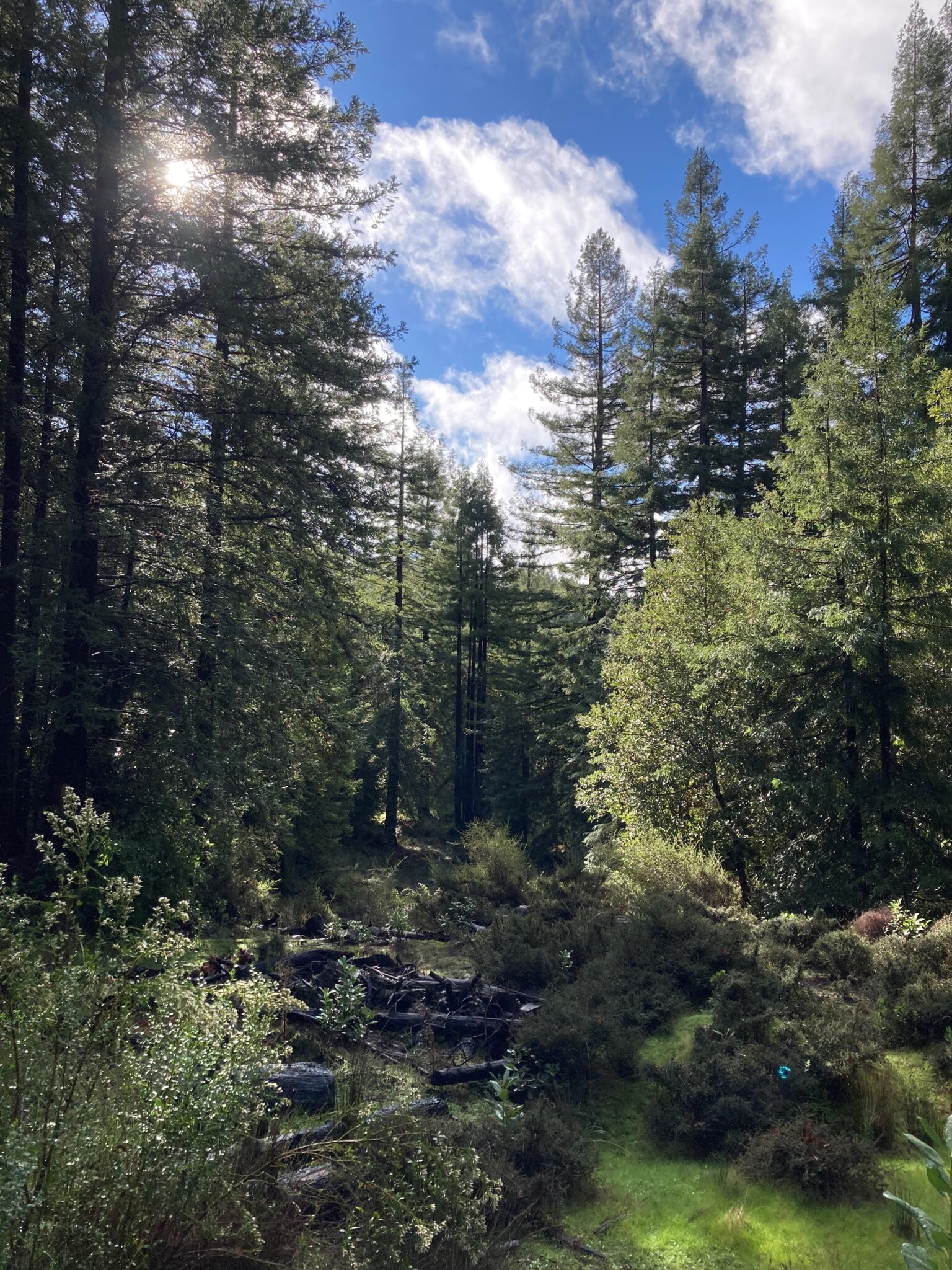 Dark logs in the foreground with tall conifers in the background against a bright blue sky