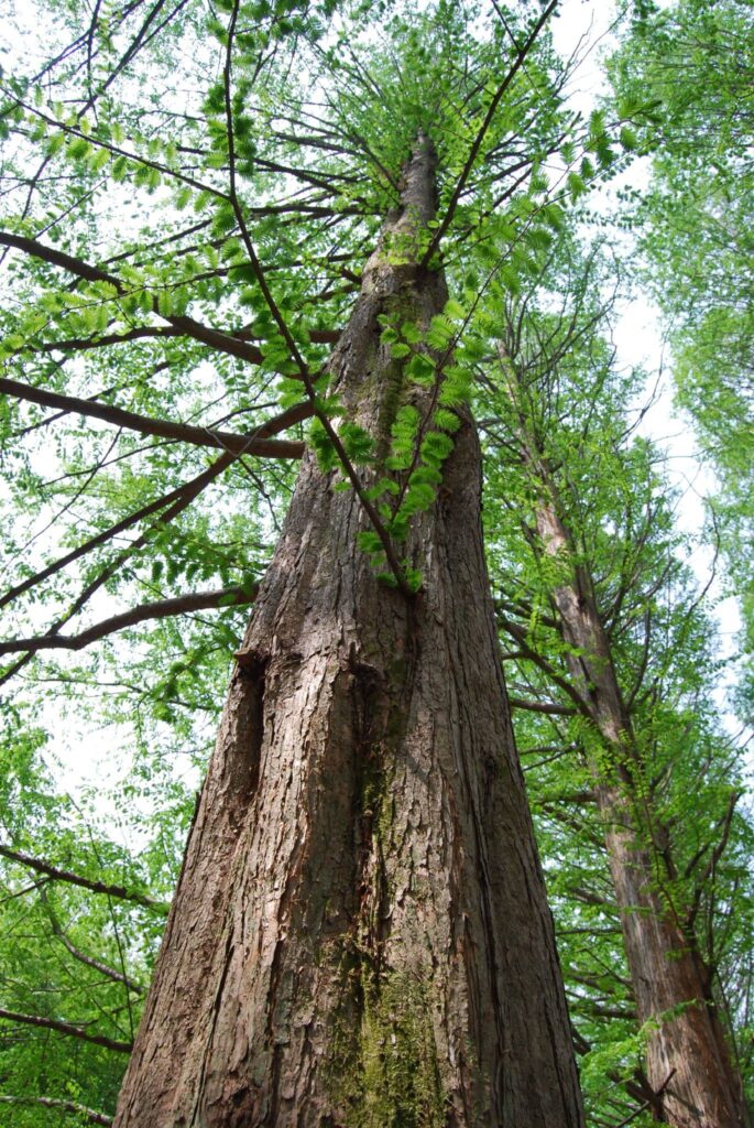 Looking up at a dawn redwood tree