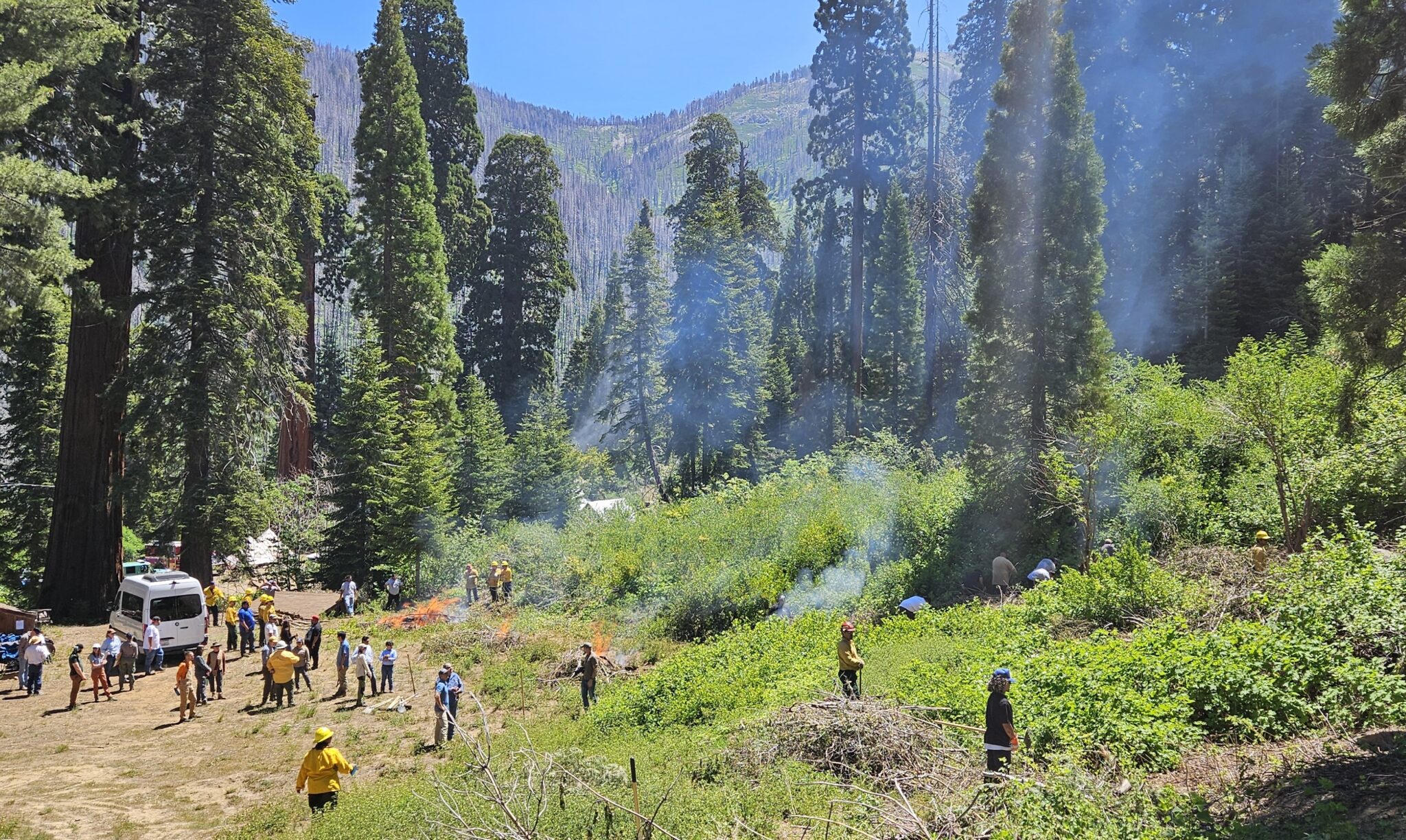 A wide shot of people spread out across green undergrowth with a small fire and wisps of white smoke. Several large sequoia trees stand in the background.