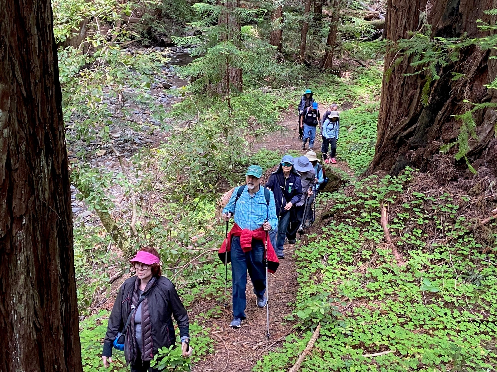 A line of middle-aged hikers follow a path through a redwood grove