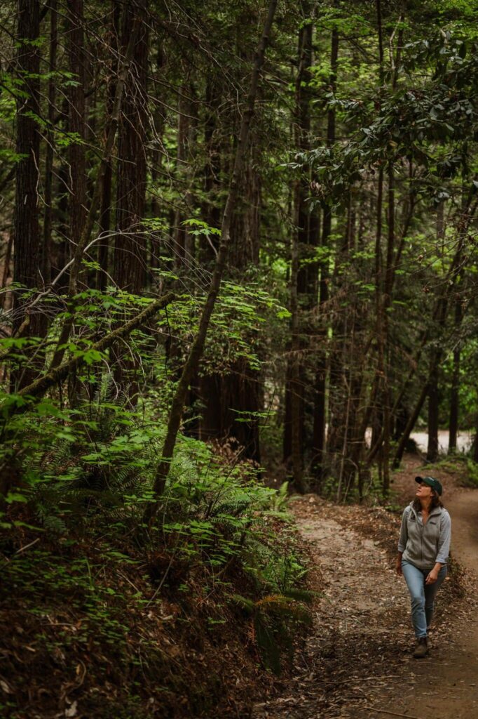 Woman walking in a redwoods forest where two paths converge. One is well trodden, the other less travelled.