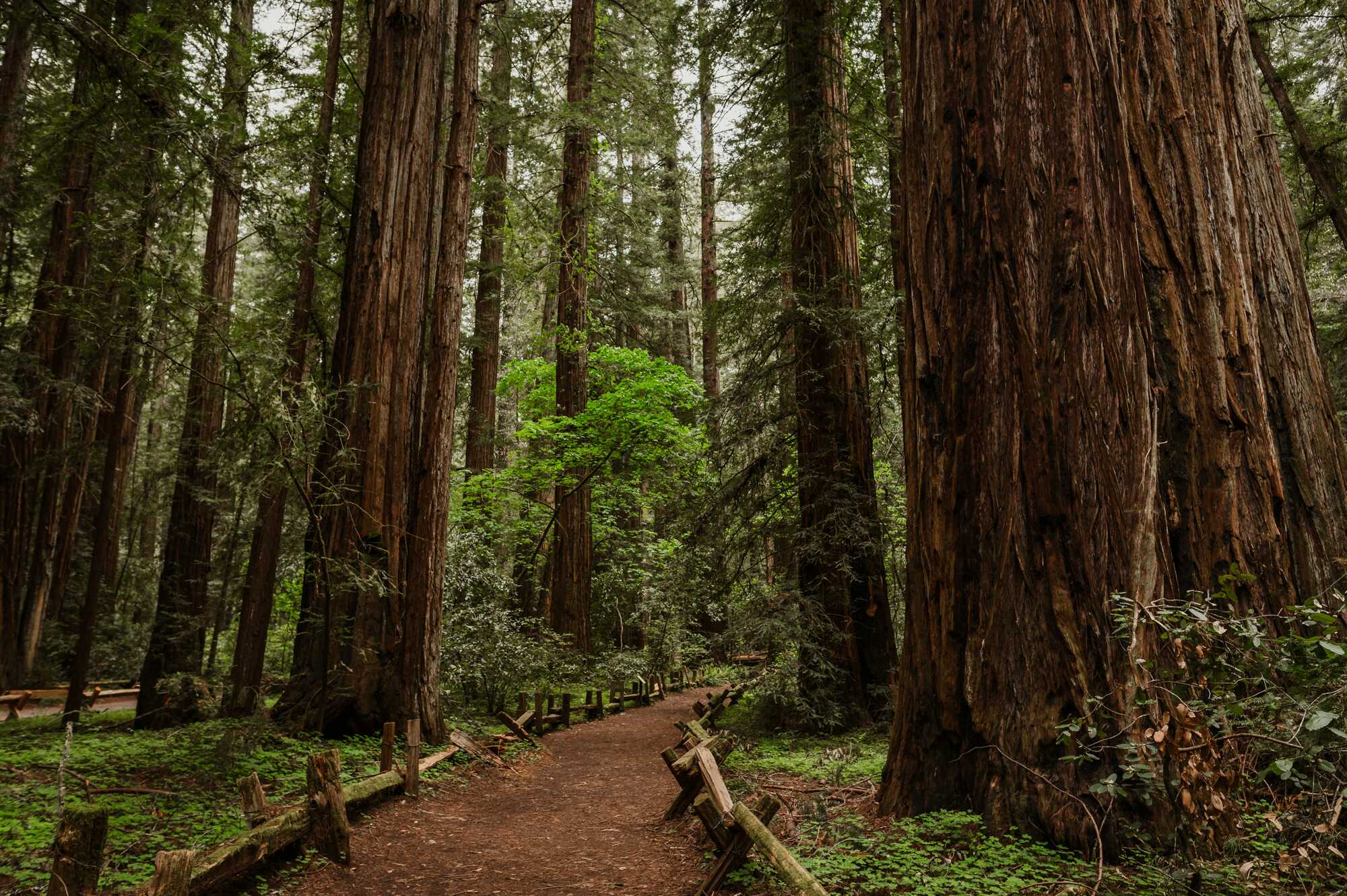 trail into magnificent redwoods