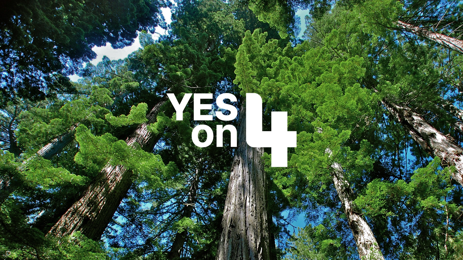 a picture of trees taken from below with a verdant green bushy canopy, the text 