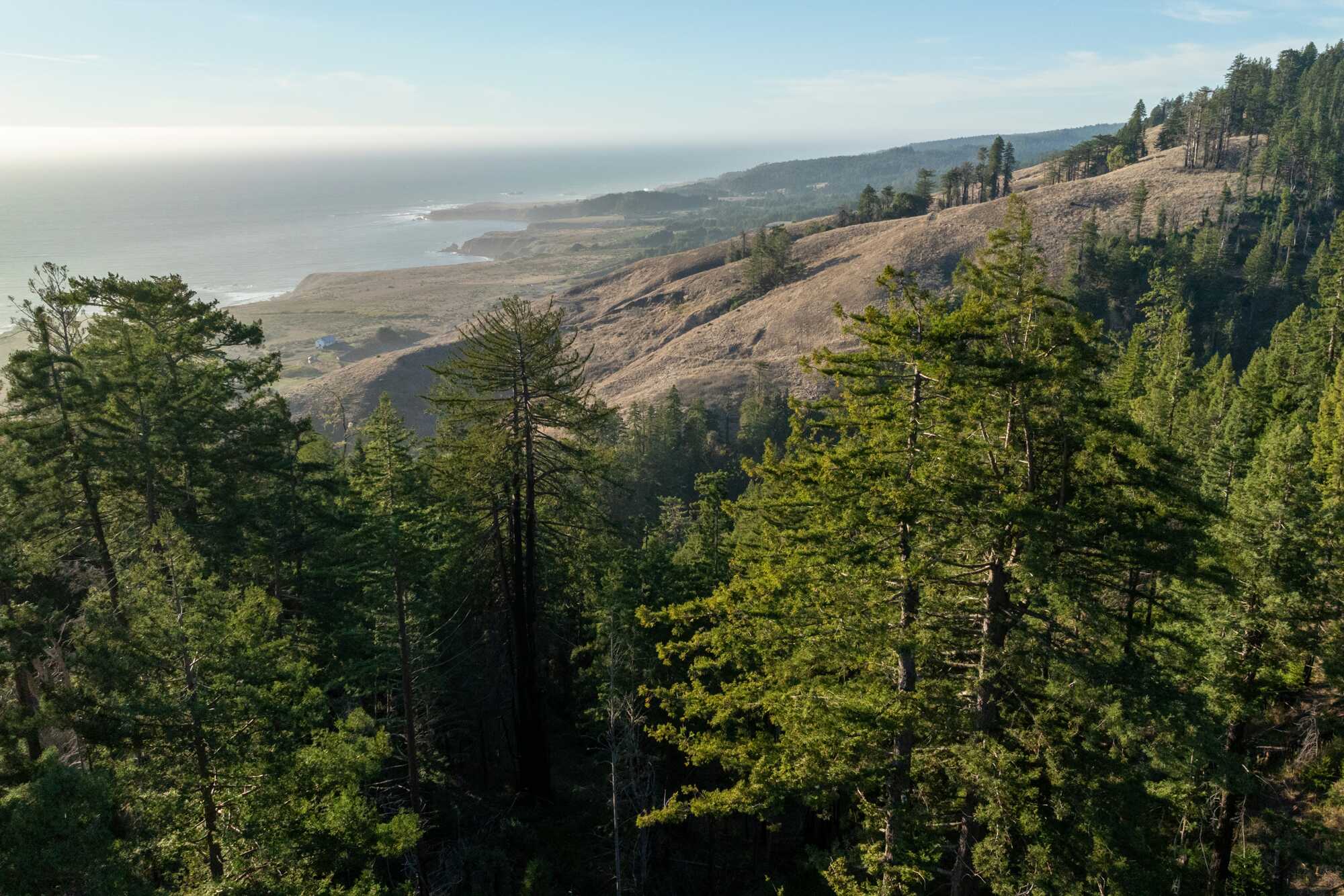 View looking across a redwood forest and golden grasslands to the ocean.
