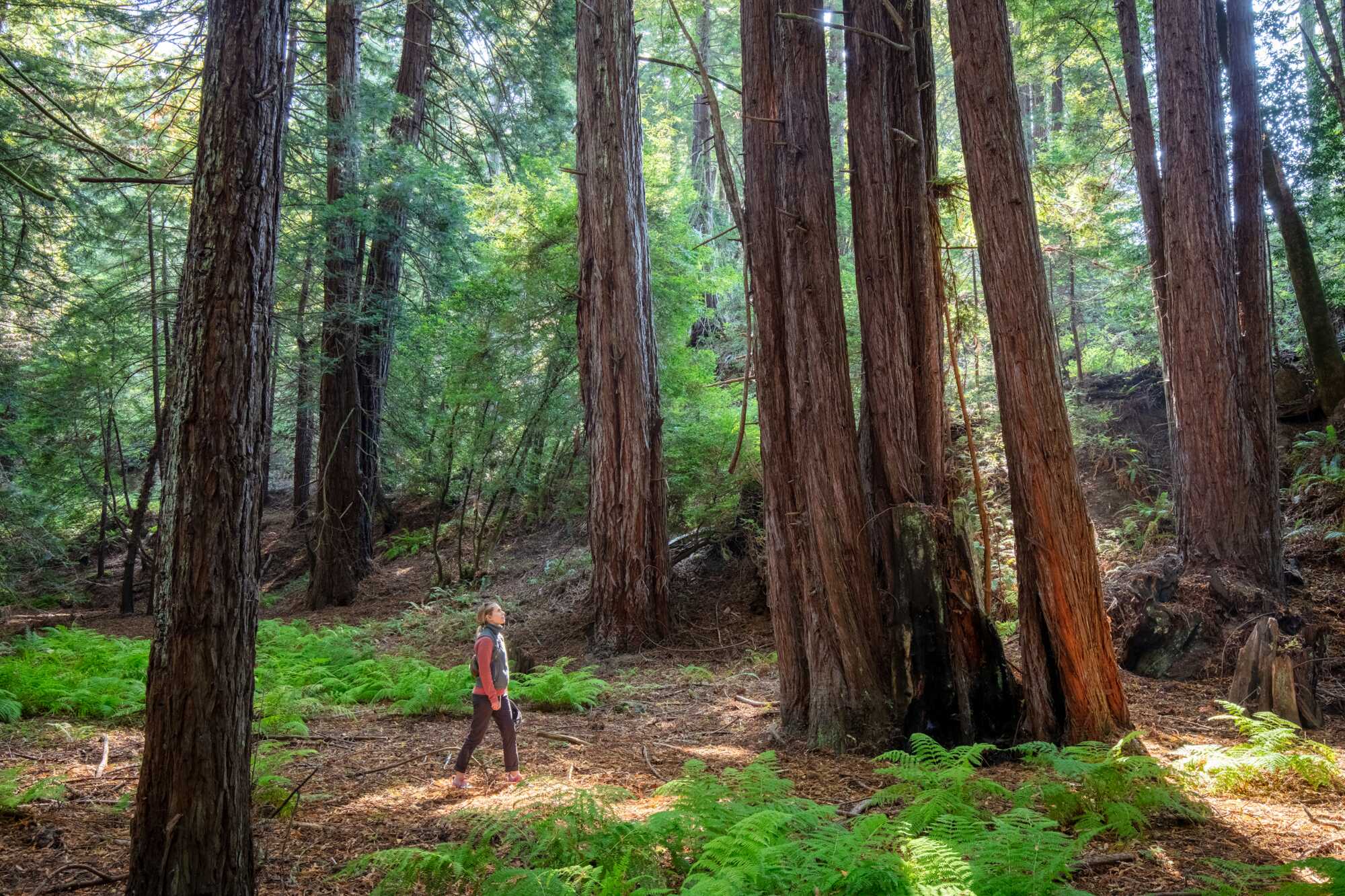 A woman looking reverent walks in a sun-dappled grove of redwoods