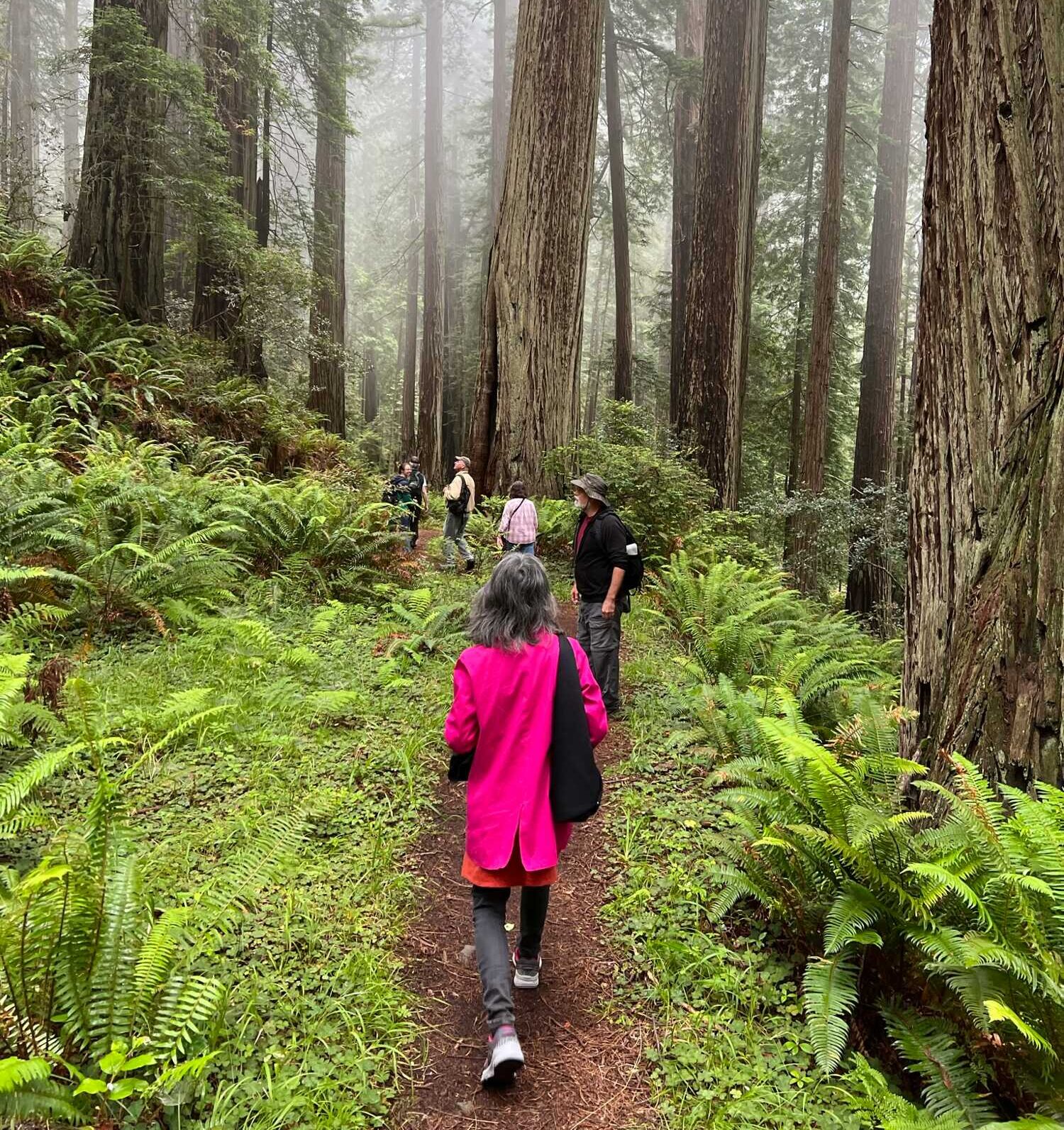 Woman in a pink jacket walks down a fern-lined hiking trail in a misty redwood forest