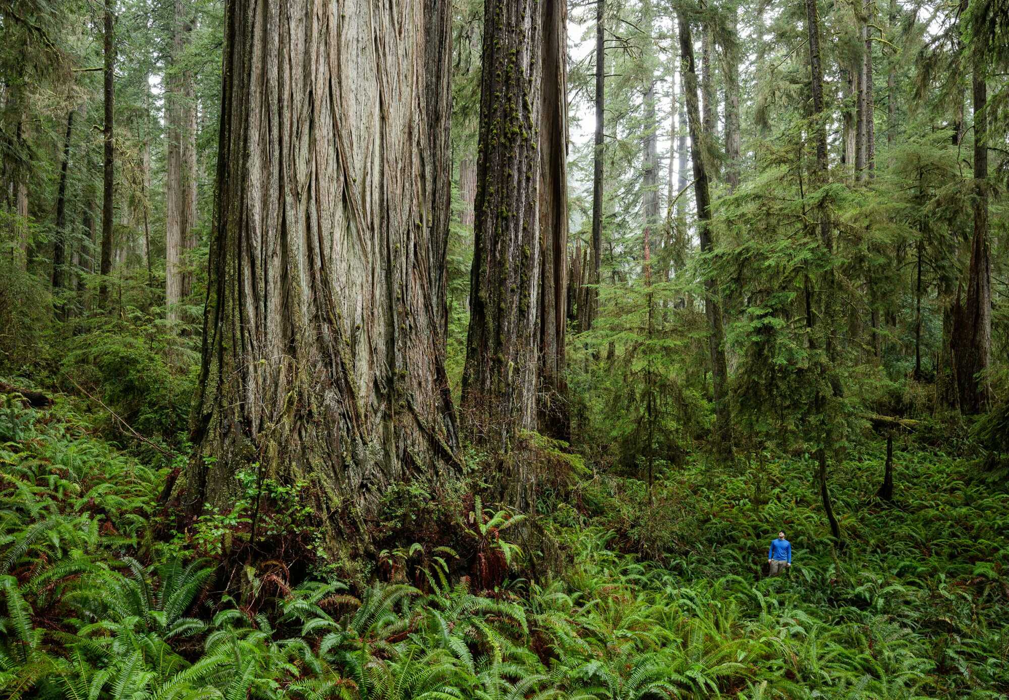 a man stands amidst green ferns, looking tiny compared to a massive coast redwood tree