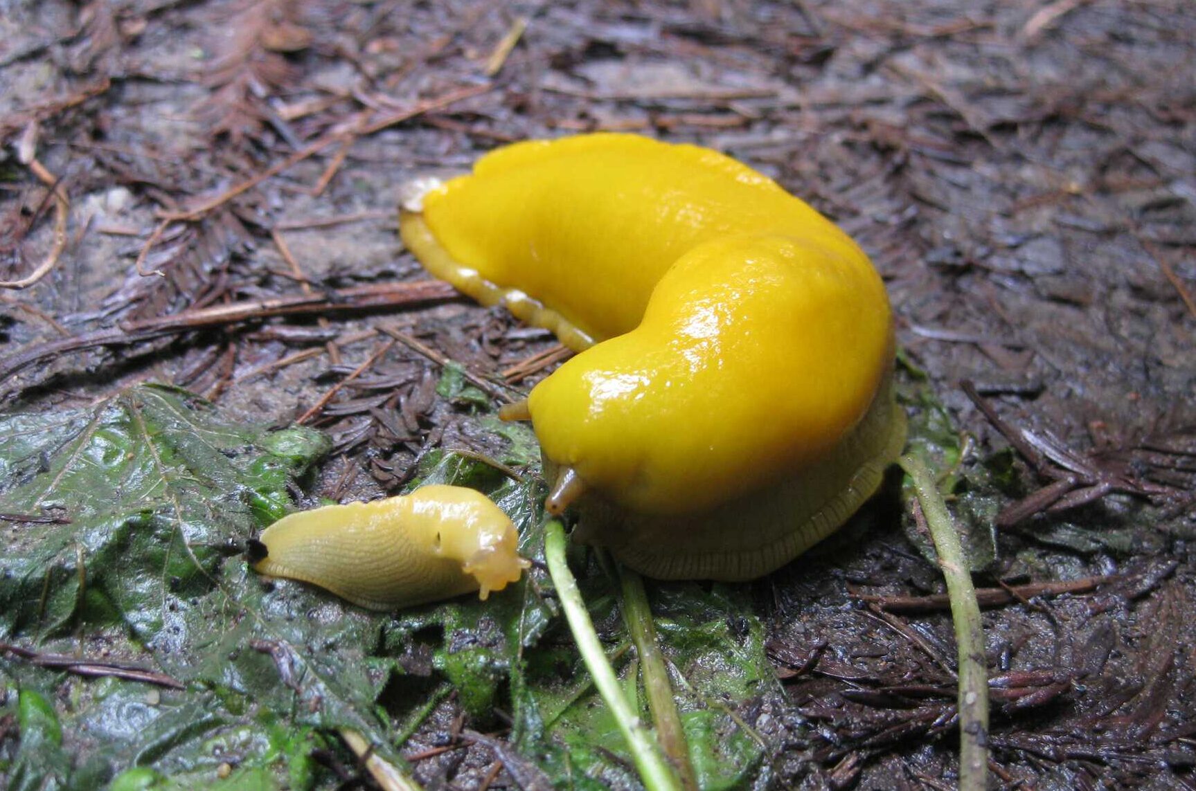 A big bright yellow slug is turned to look at a tiny slug next it.