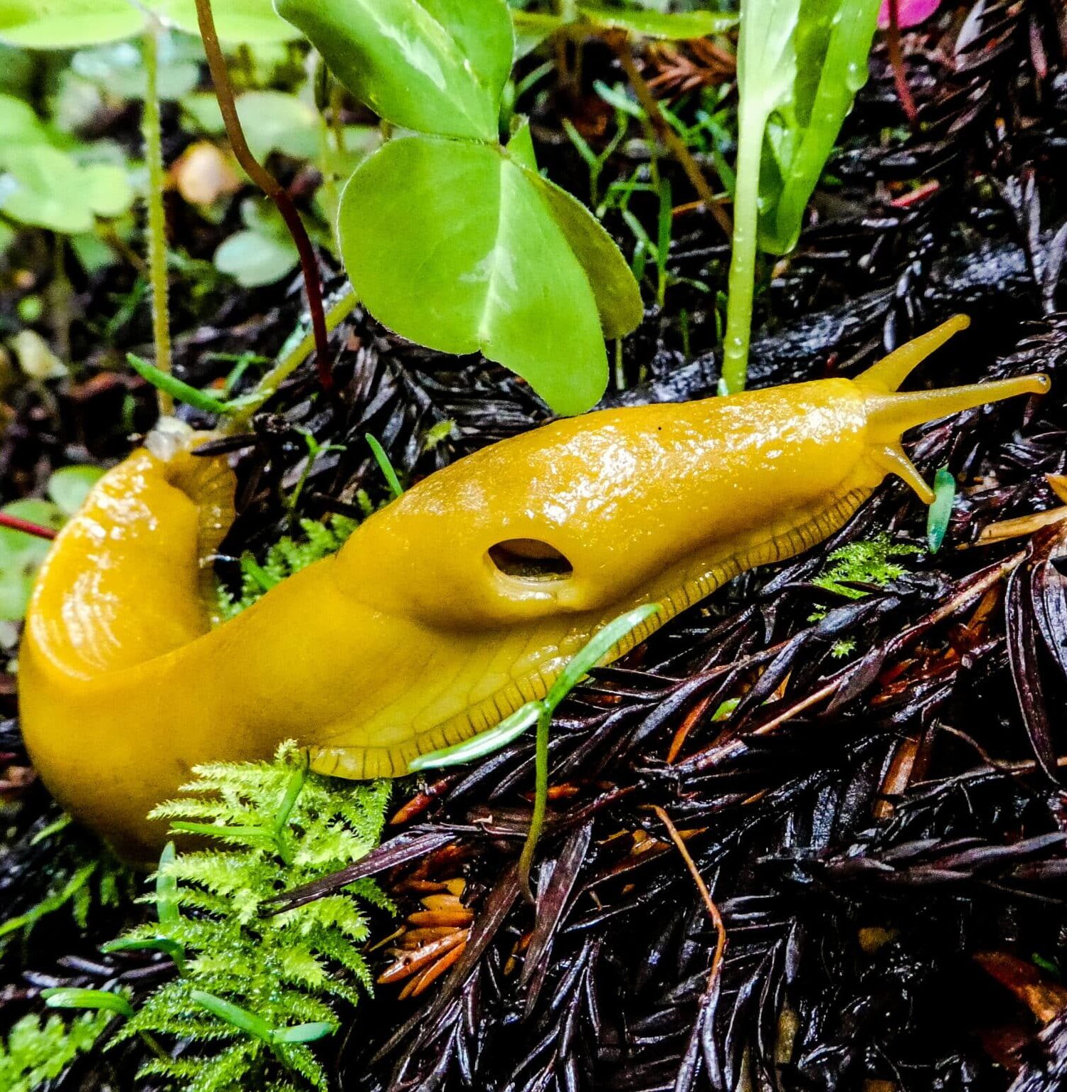 Close up on a banana slug showing its single breathing hole on the side of its head