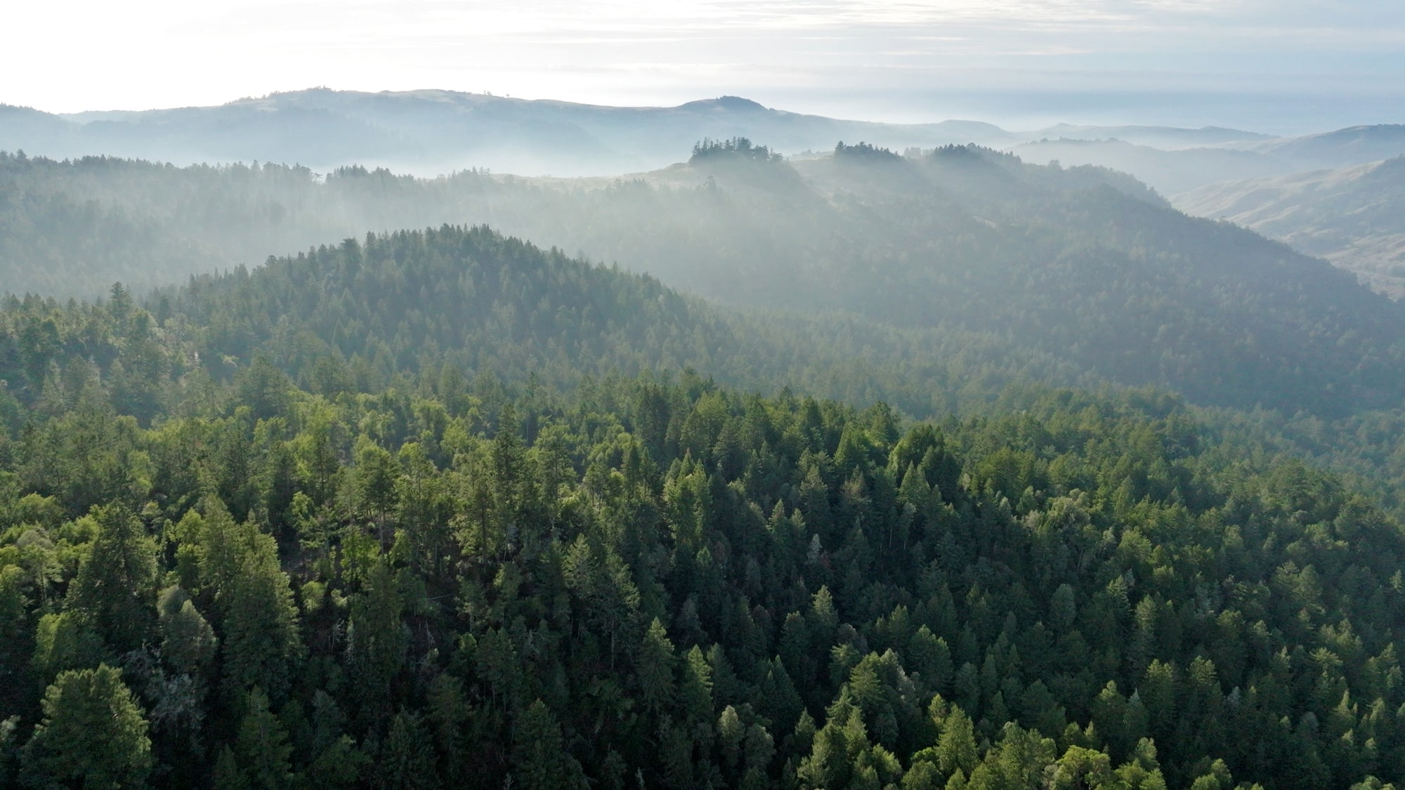 Coast redwoods forest dotted hillsides