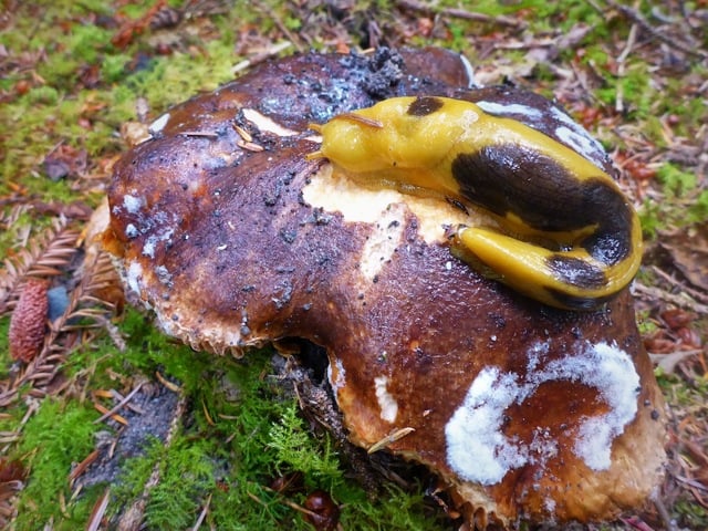 Banana slug on top of mushroom on the forest floor