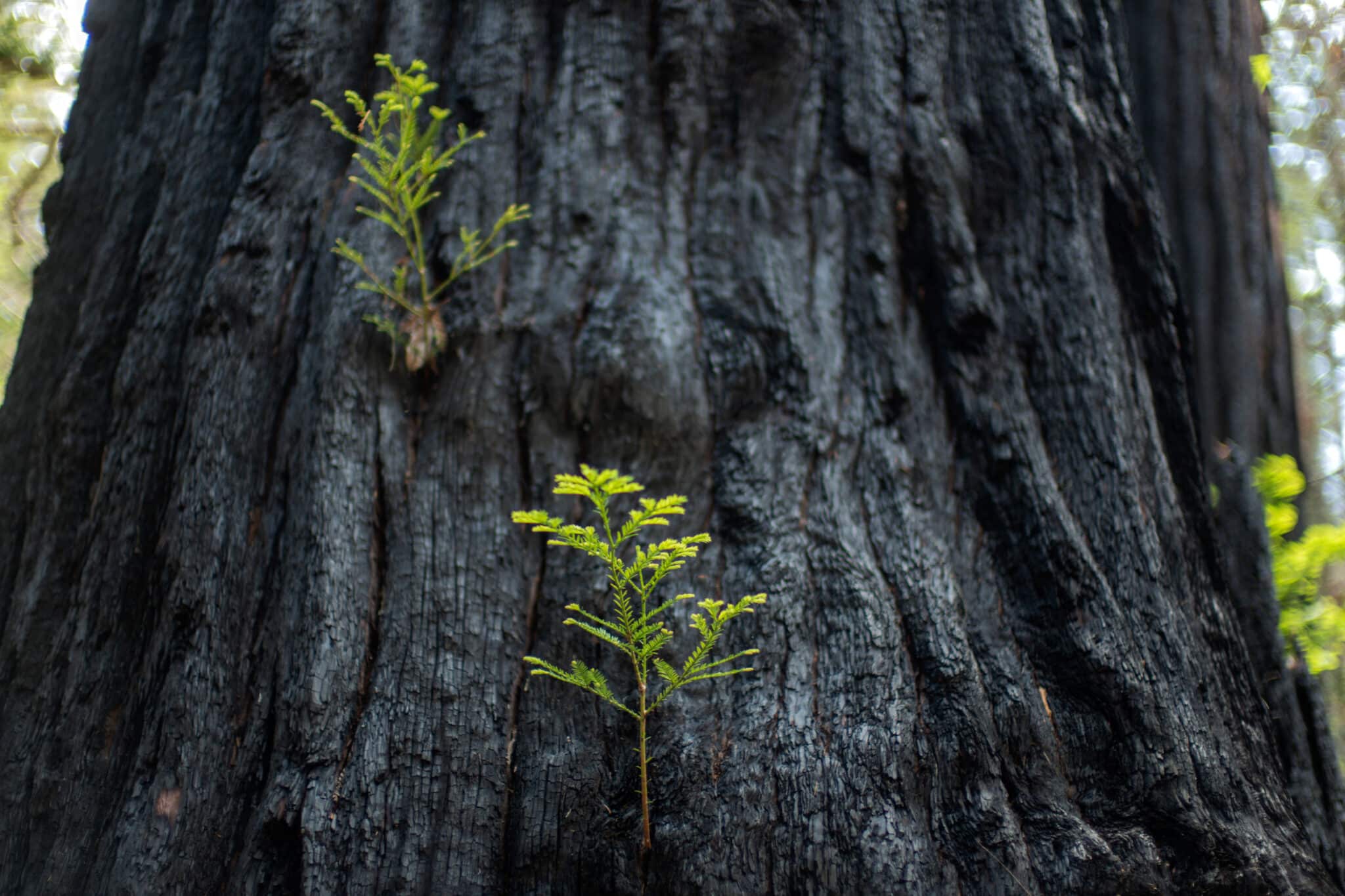 close up of new green sprouts on a redwood tree
