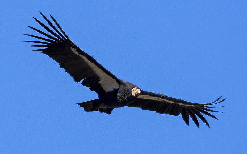 California condor with wings outstretched against a bright blue cloudless sky.