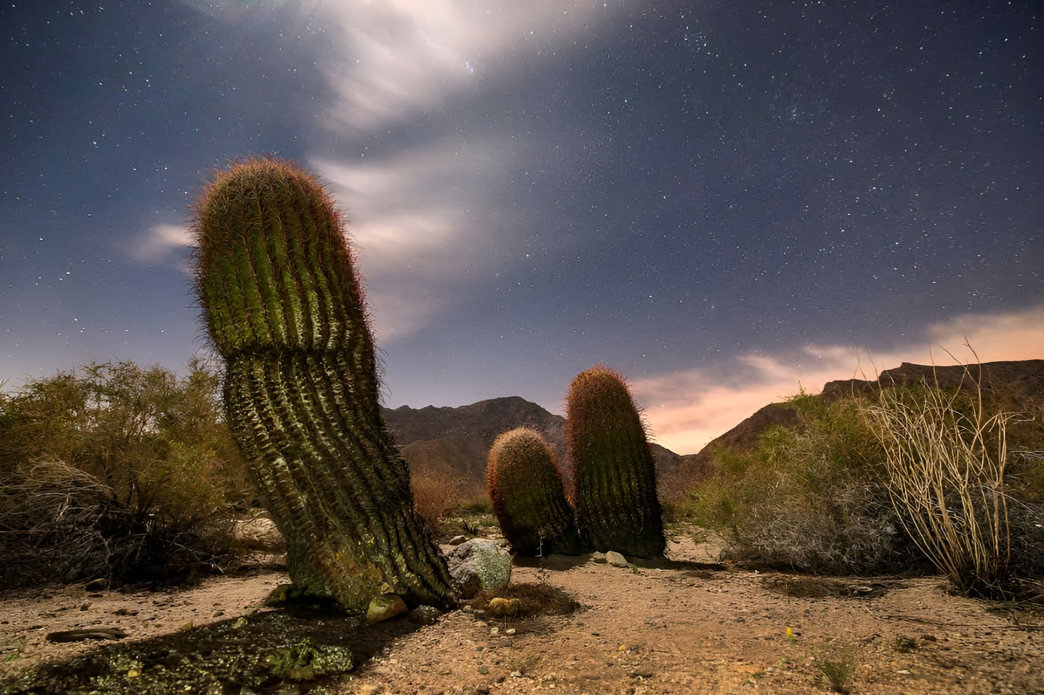 cacti in a desert