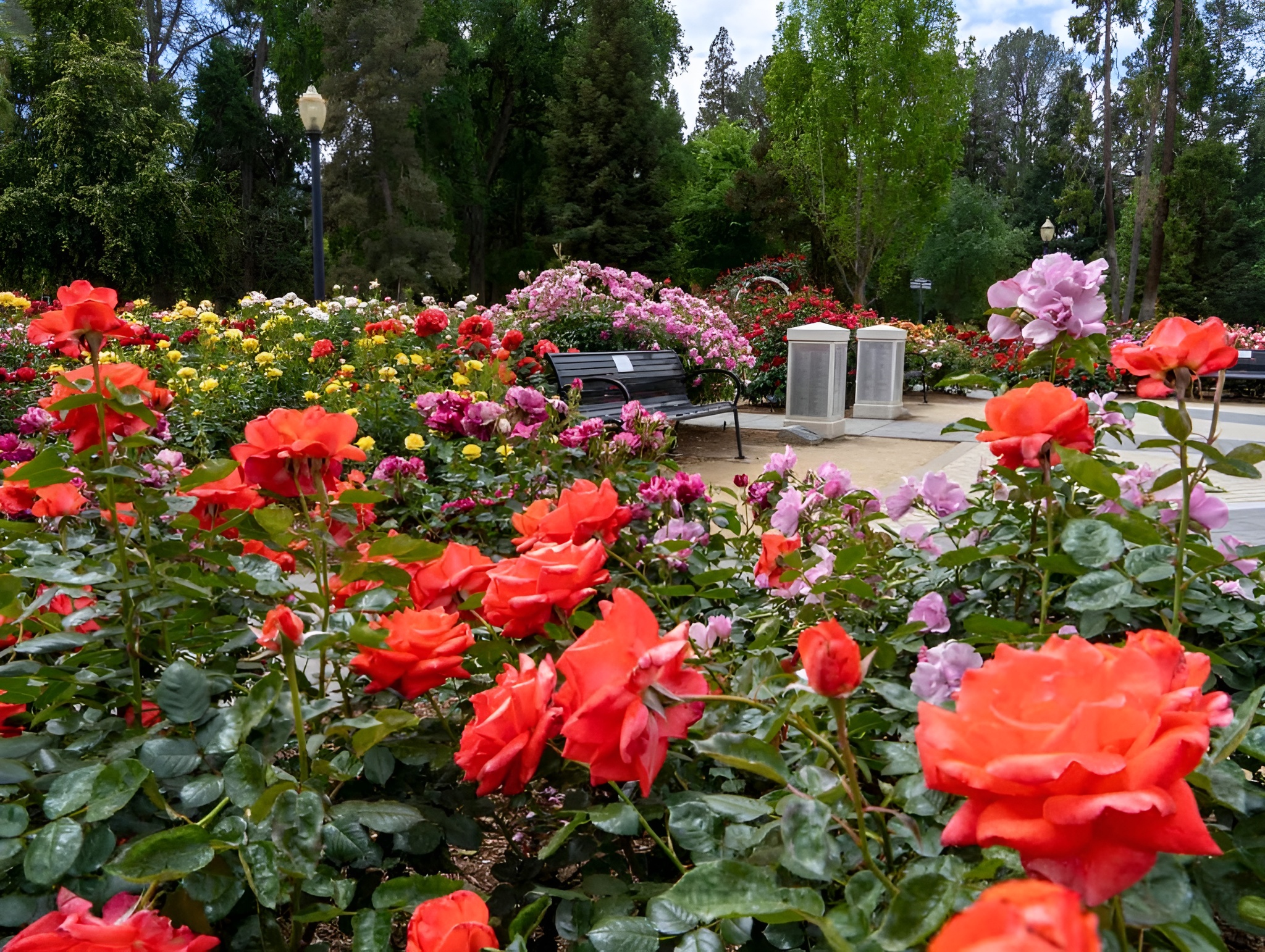 flowers in a park