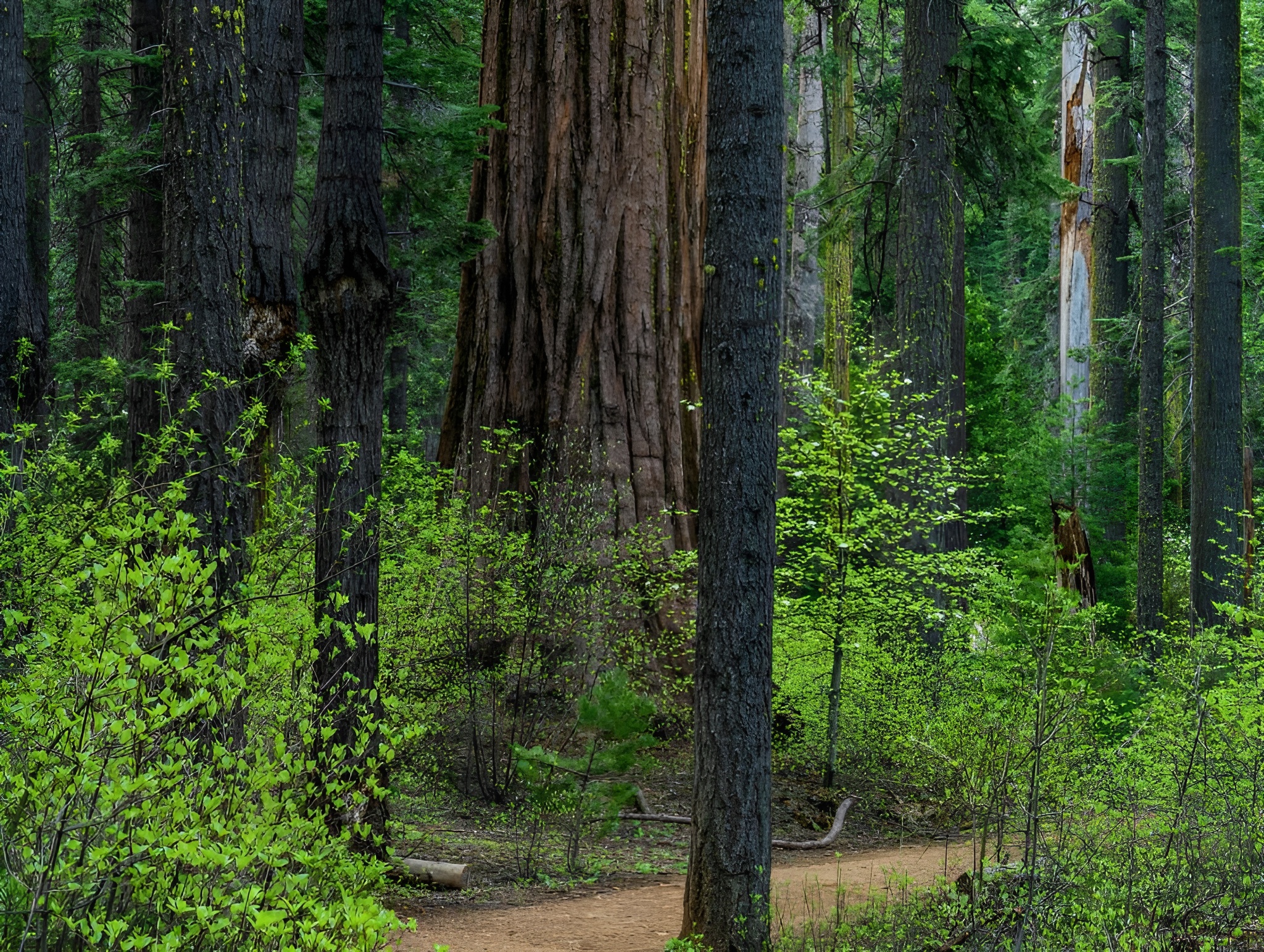 giant sequoia forest