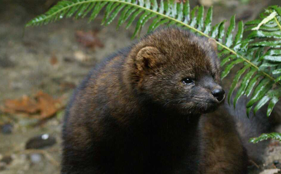Pacific Fisher