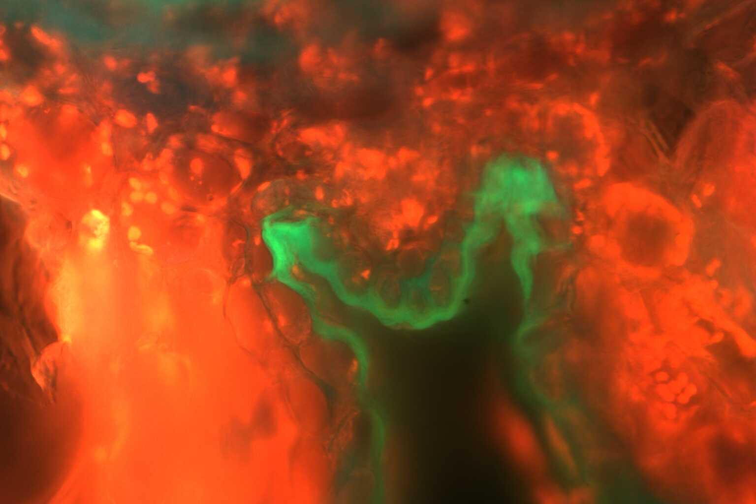 Irregular shape in orange and green depicting the cross section of a redwood leaf.