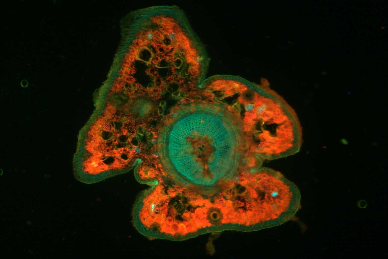 Microscopic image of a redwood needle cross section