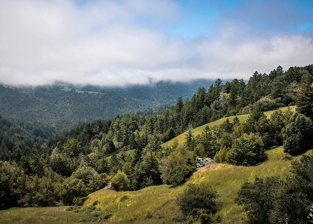 Monte Rio Redwoods Private Tour